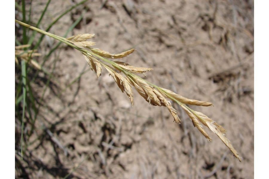 Distichlis spicata 2