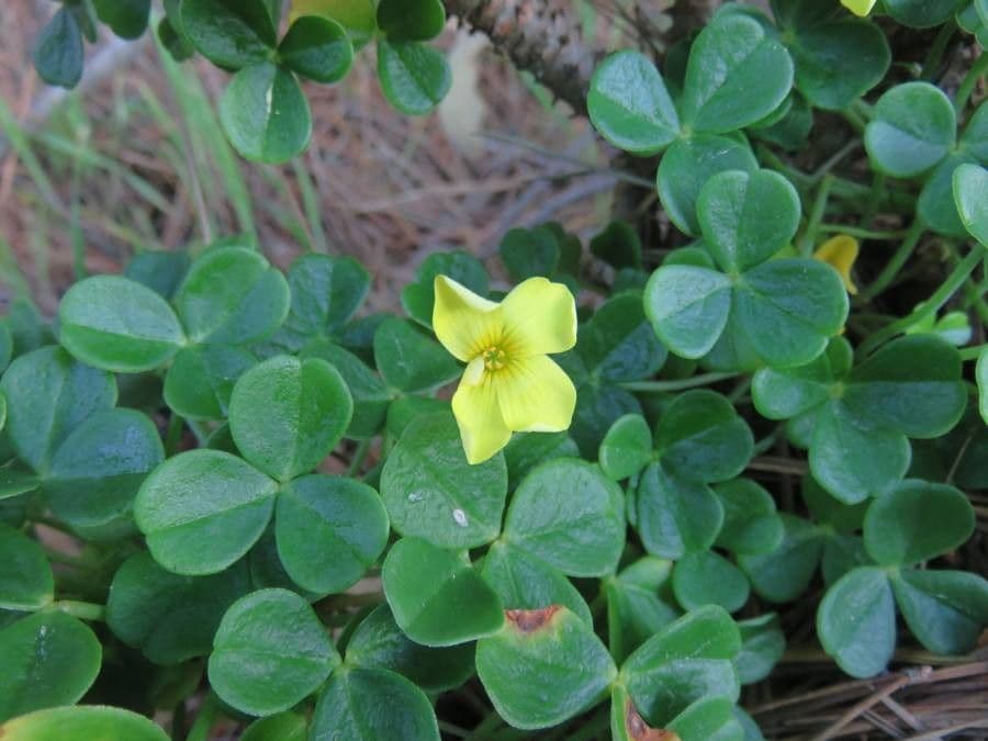 Acetosa 4