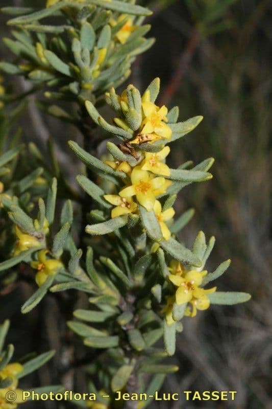 Daphne tinctoria 22