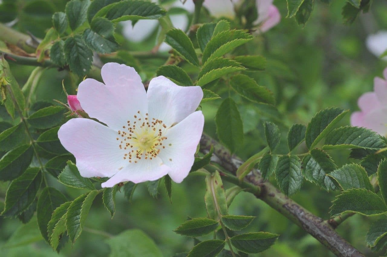 Corymb rose 9