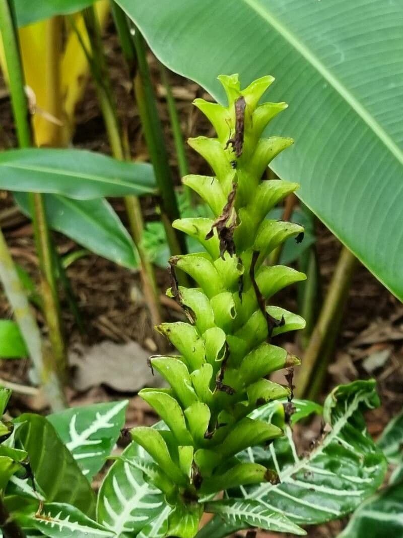 Aphelandra