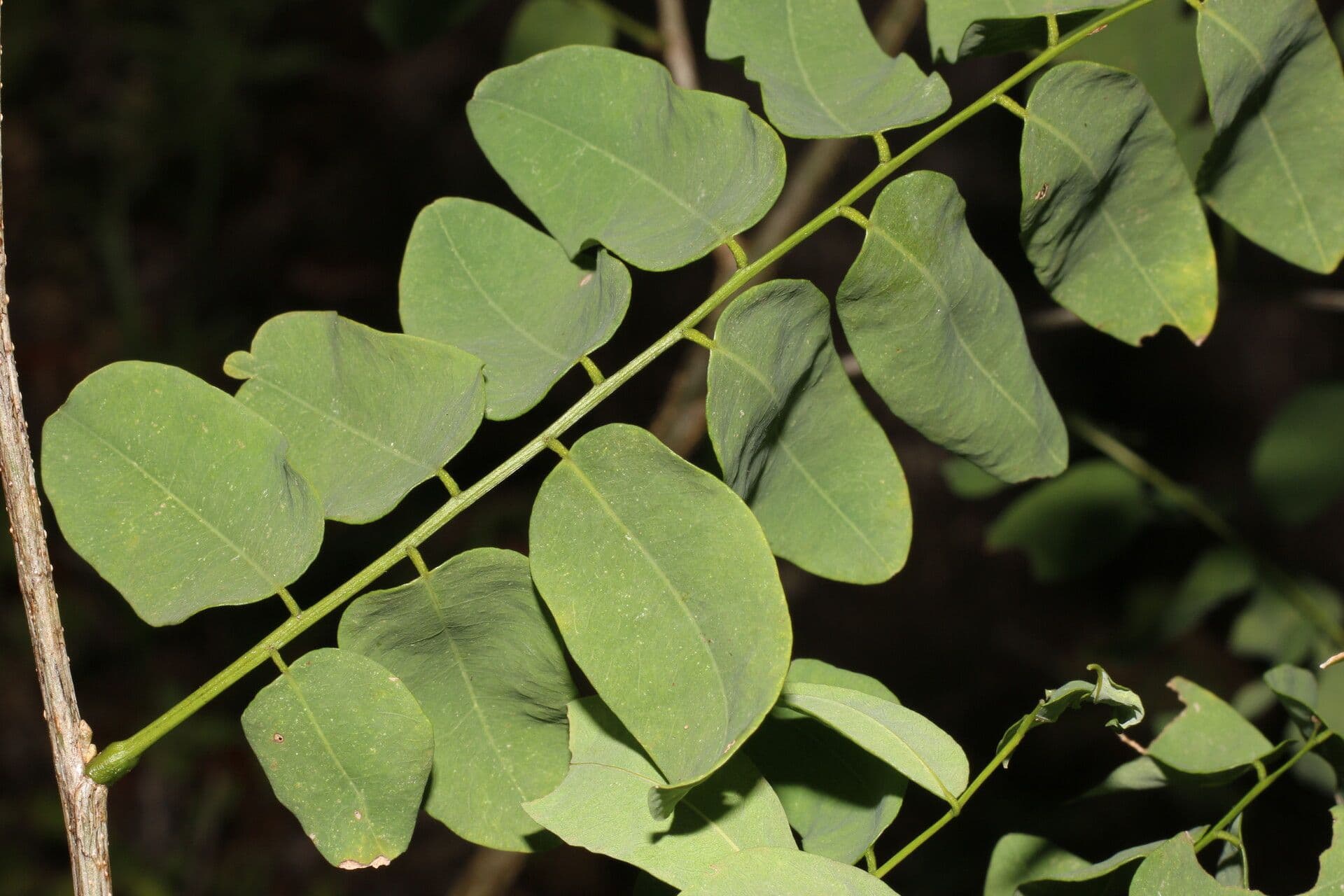 Myrospermum 4