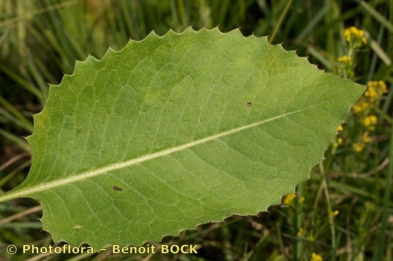 Klasea lycofolia 13