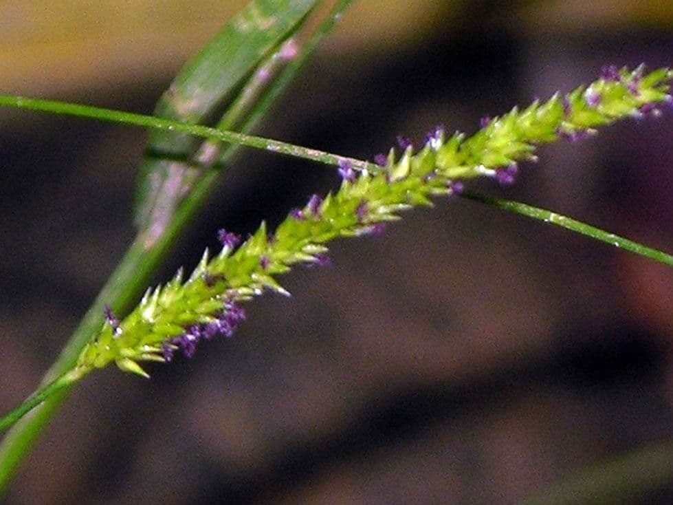Sacciolepis indická 6