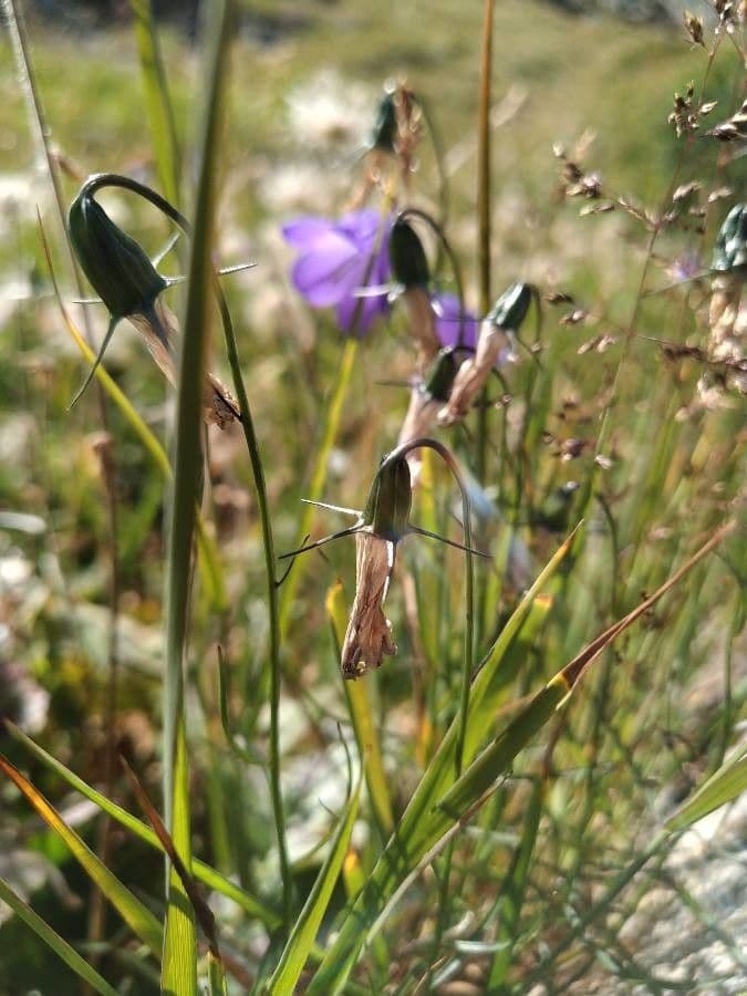 Campanula di Scheuchzer 2