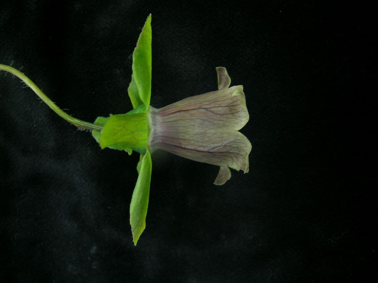 Codonopsis