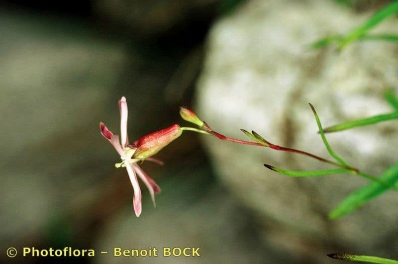 Silene campanula 12