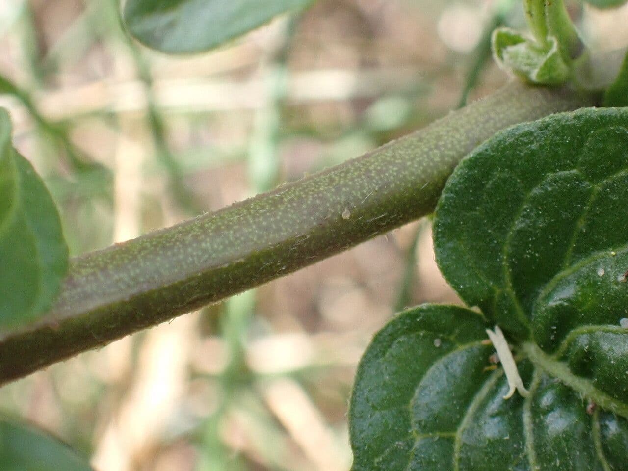 Dulcamara 22