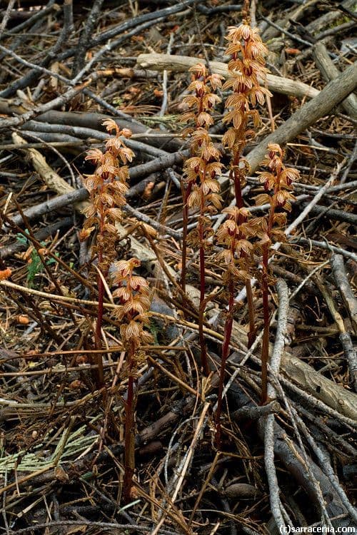 Coralloriza striata 13