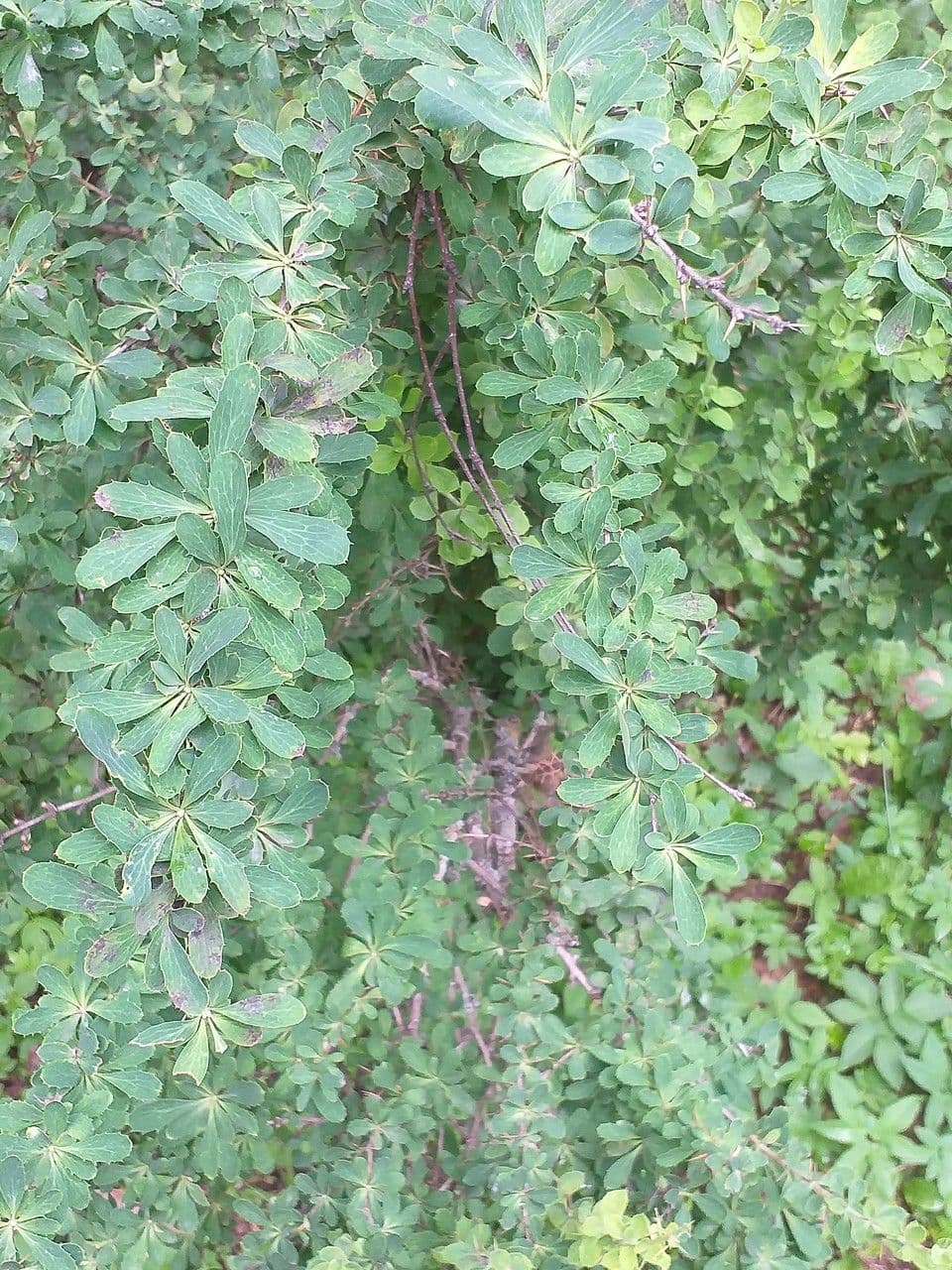 Berberys syberyjski 2