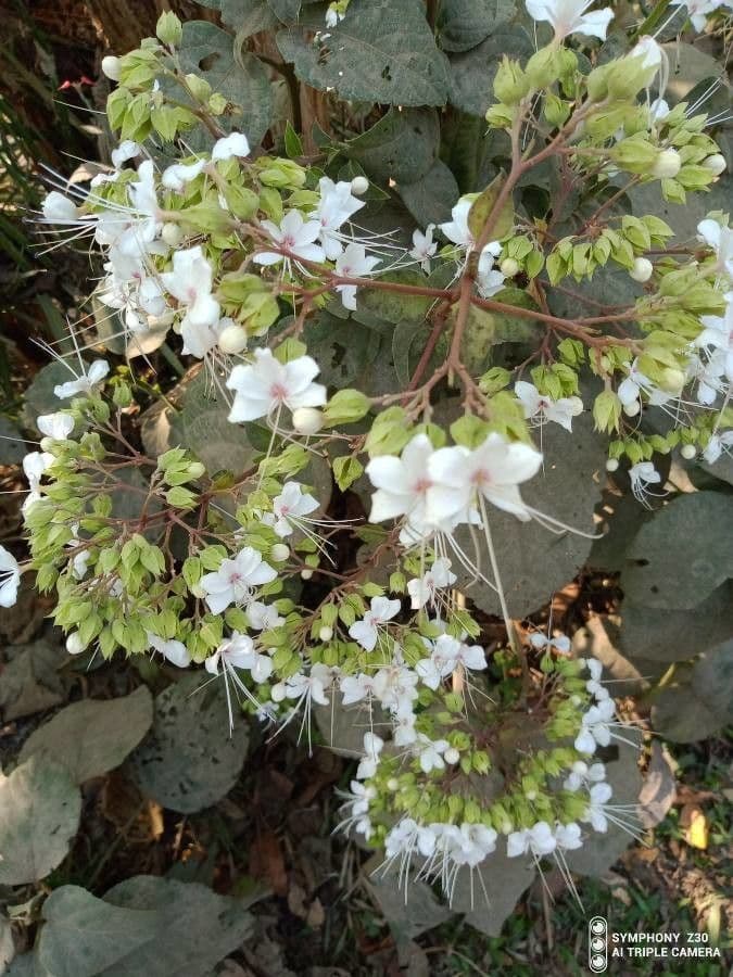 Clerodendrum indicum 6