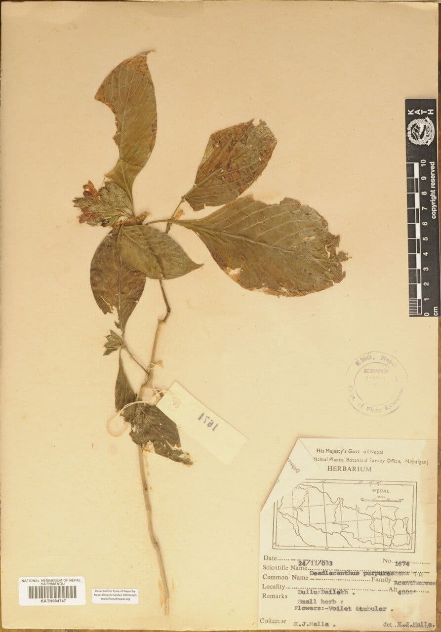 Eranthemum 16
