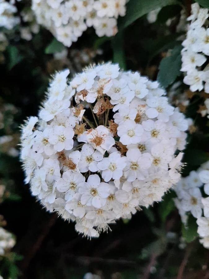 Reeve's spiraea 6