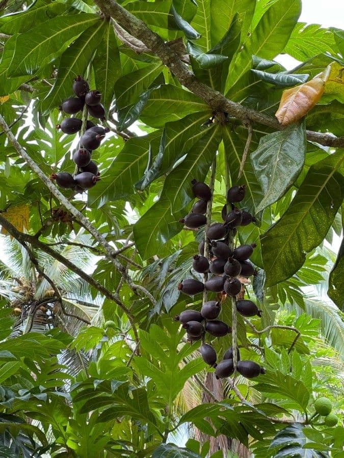 Barringtonia 9