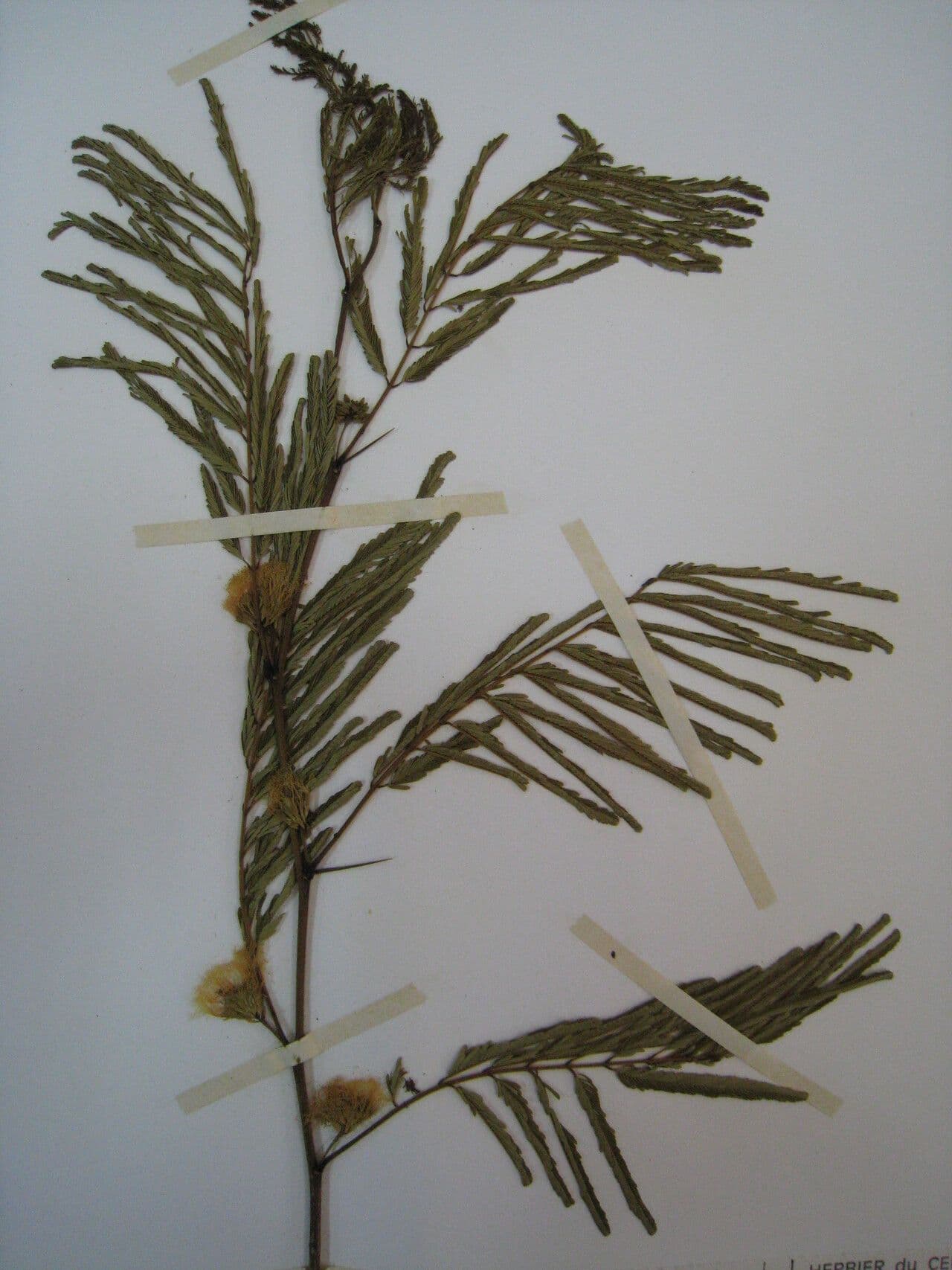 Chloroleucon