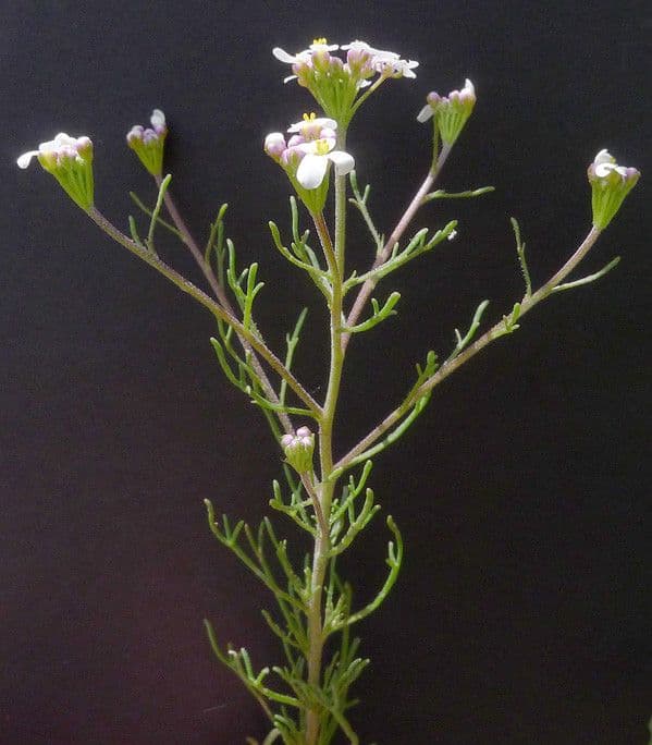 Iberis pinnata 28