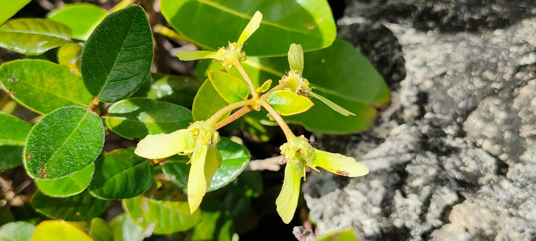 Stigmaphyllon 2