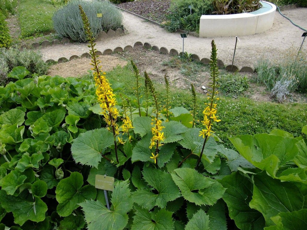 Ligularia 8