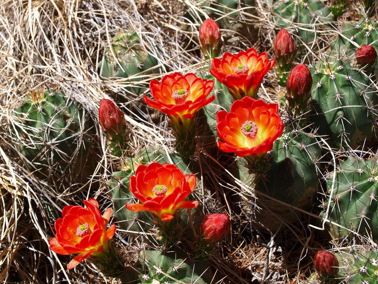 Echinocereus coccineus 3