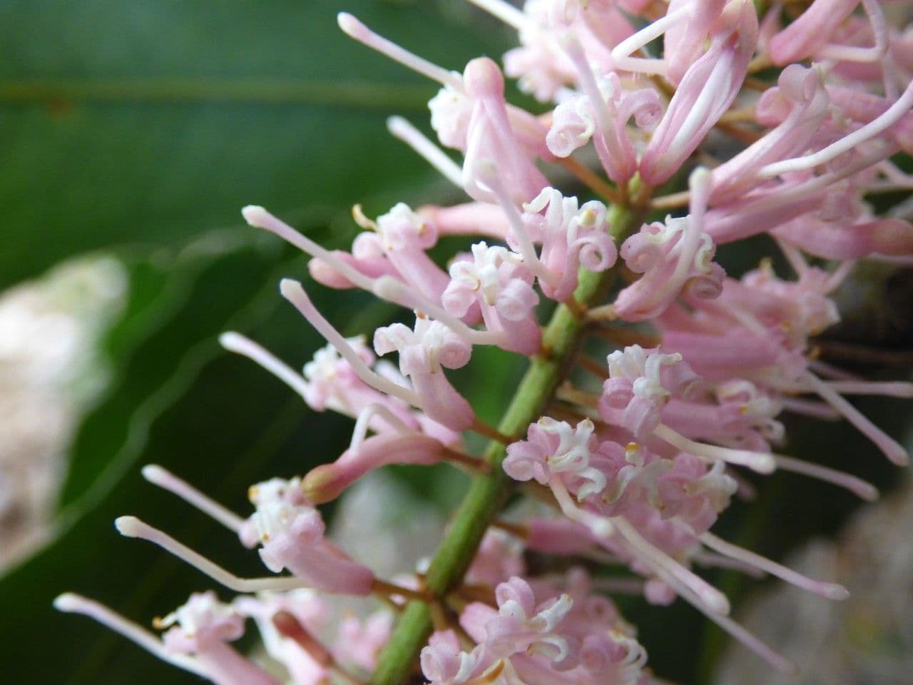 Macadamia 9