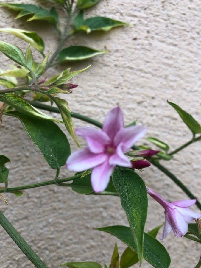 Red jasmine 4