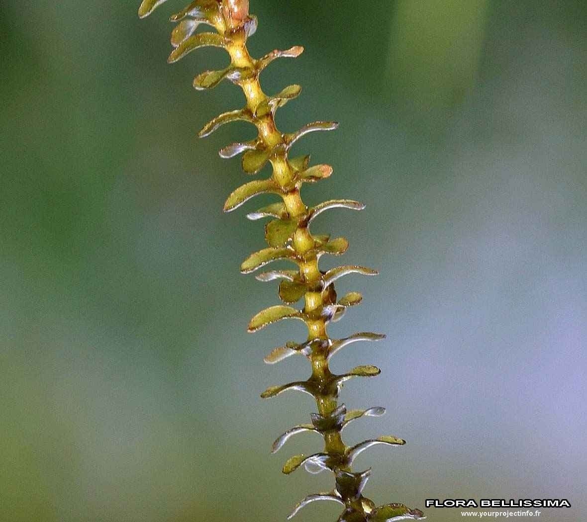 Elodea de Canadá 18