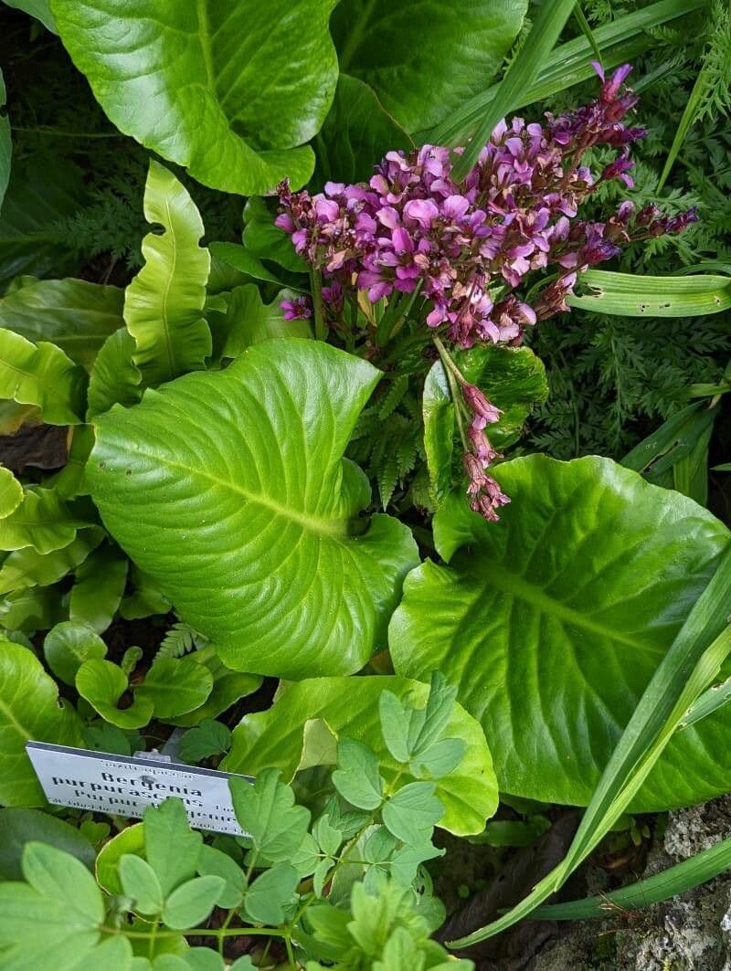 Bergenia purpurowa 3