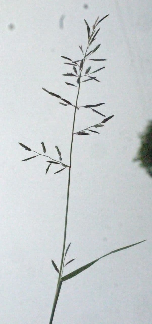 Eragrostis di Barrelier 24