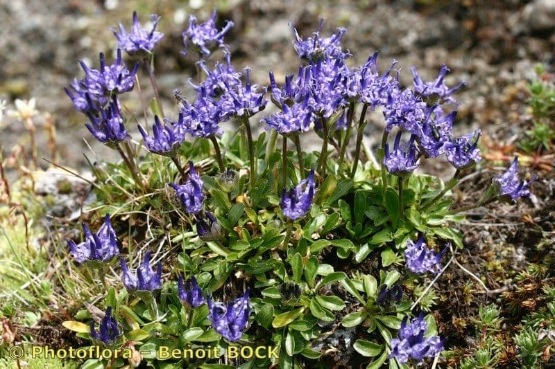 Phyteuma globulariifolium 6
