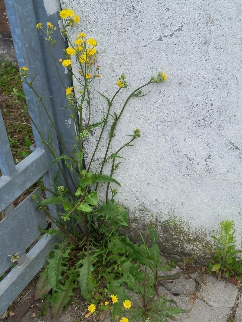 Radicchiella capillare 13