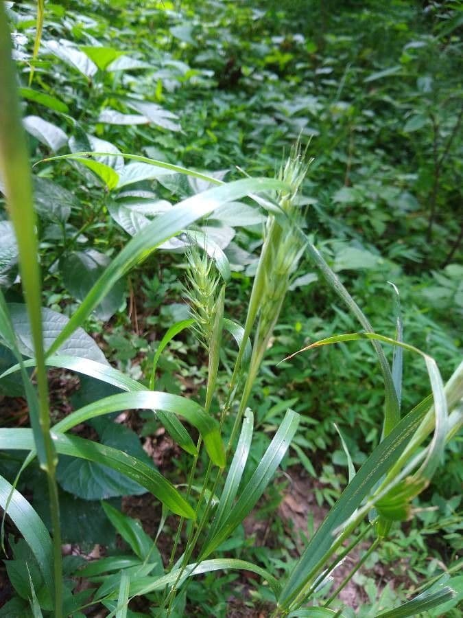 Elymus virginicus 17