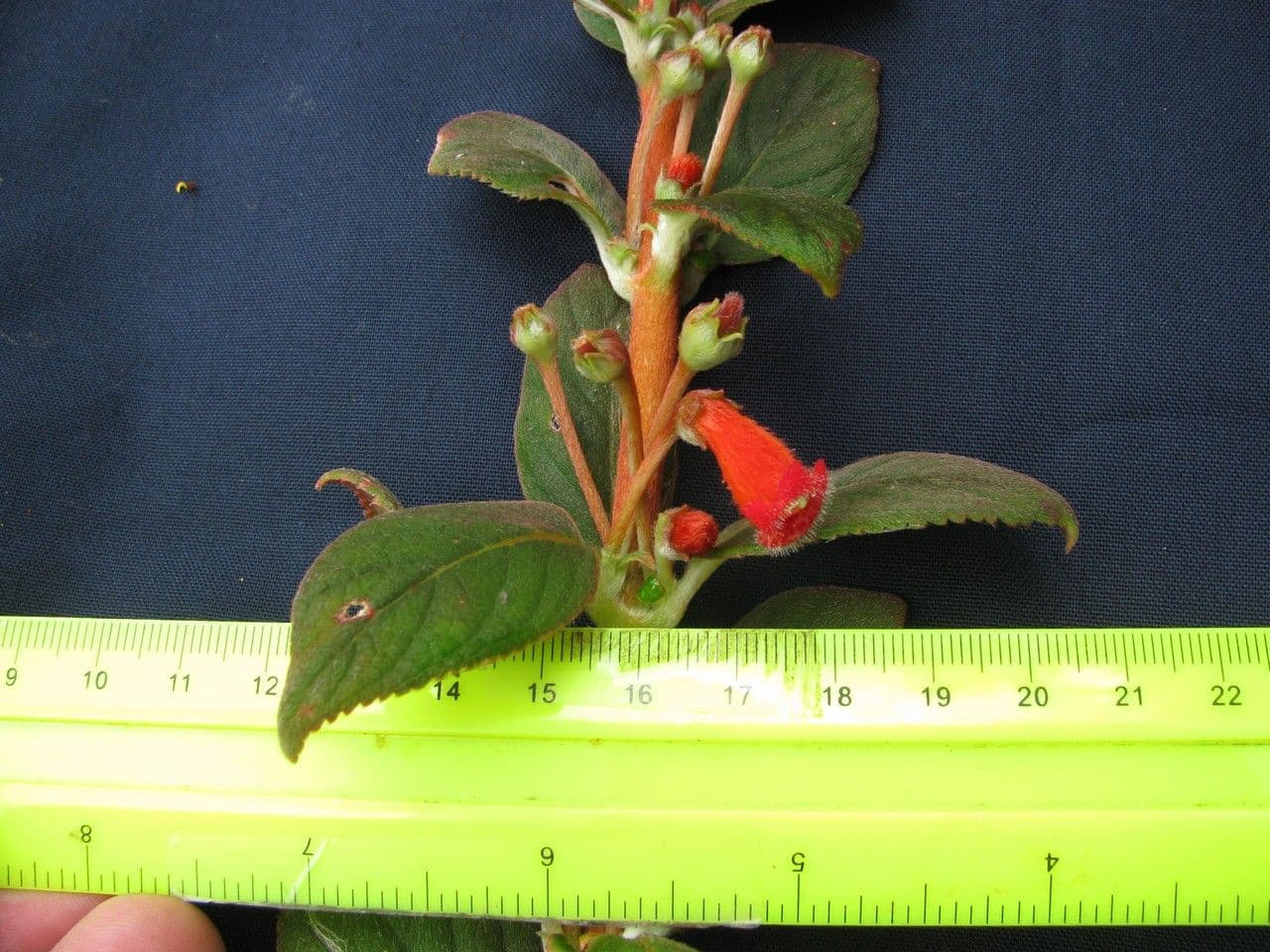 Kohleria spicata 19