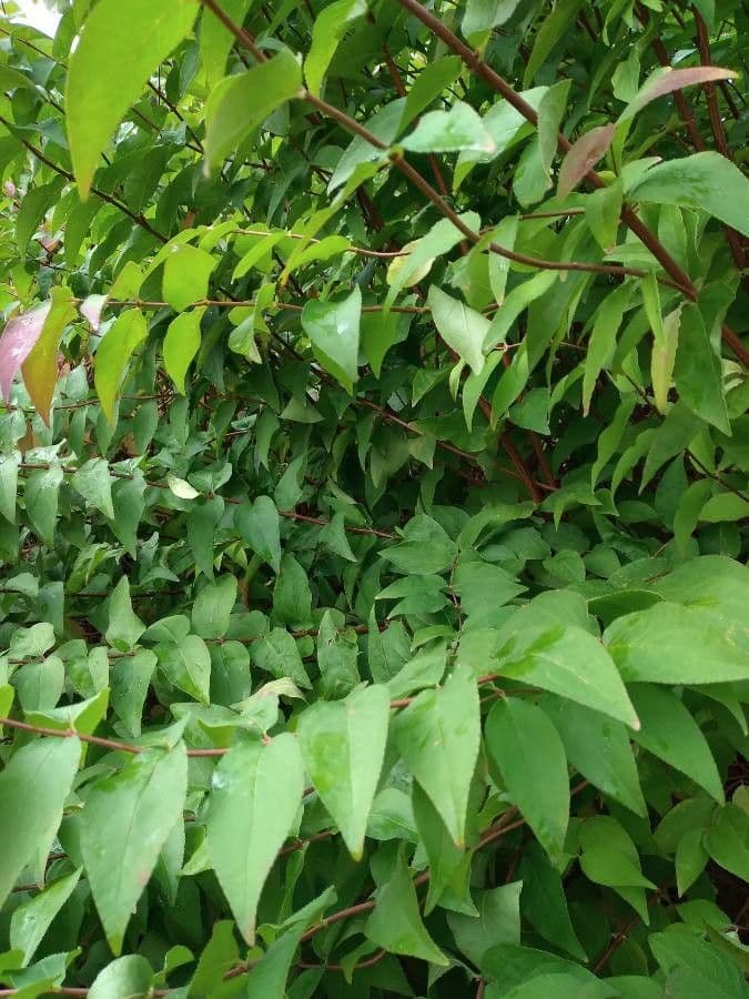 Deutzia scabra 30