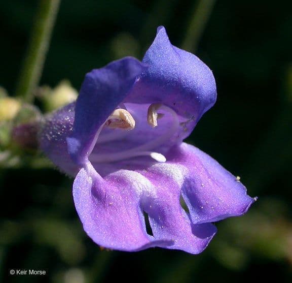 Schöne Bartblume 2