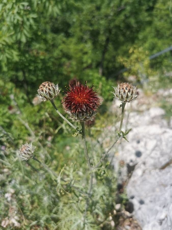 Centaurea 4
