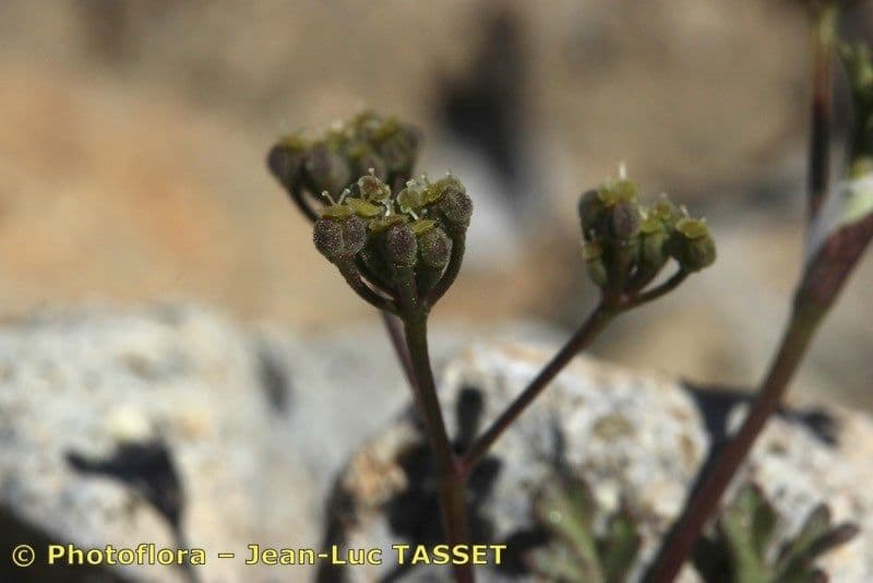 Stoibrax dichotomum