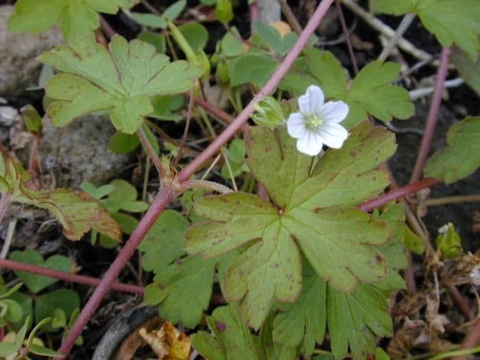 Géranium de Homean 5