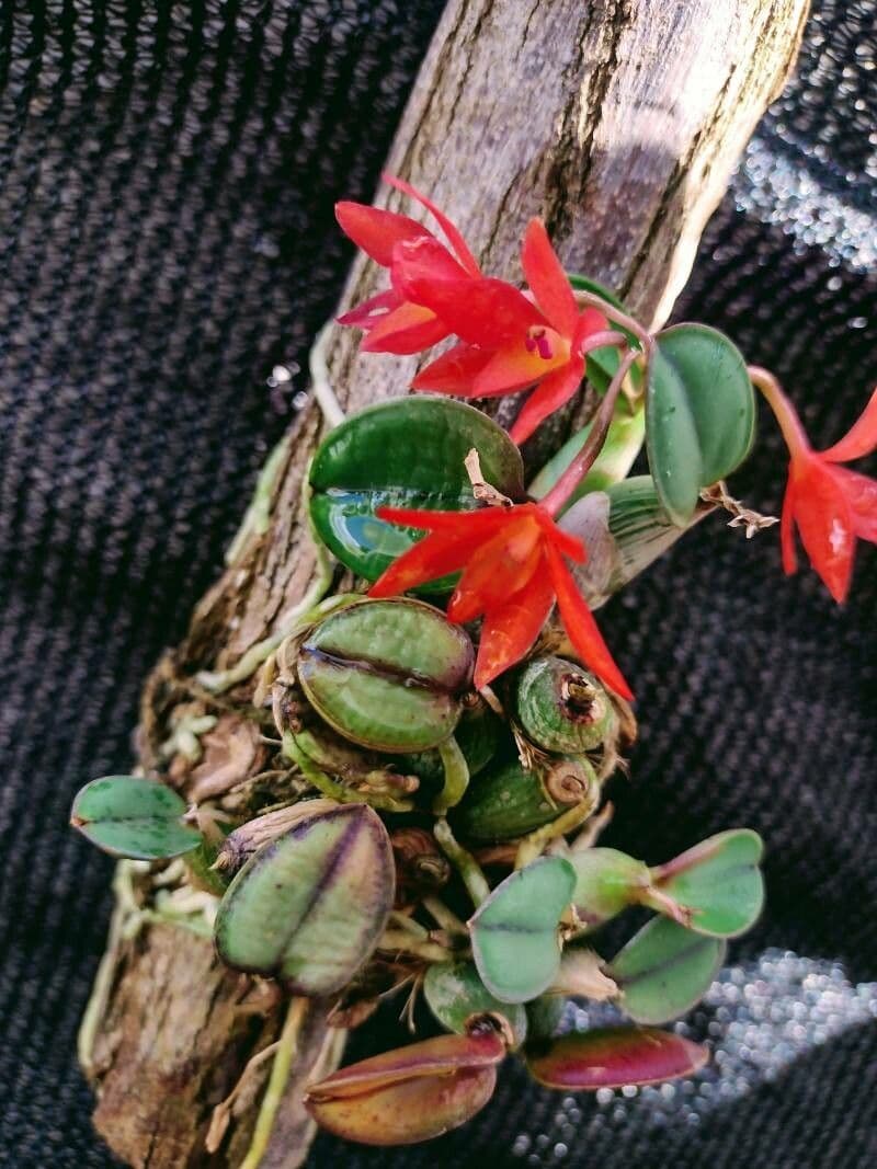Cattleya 5