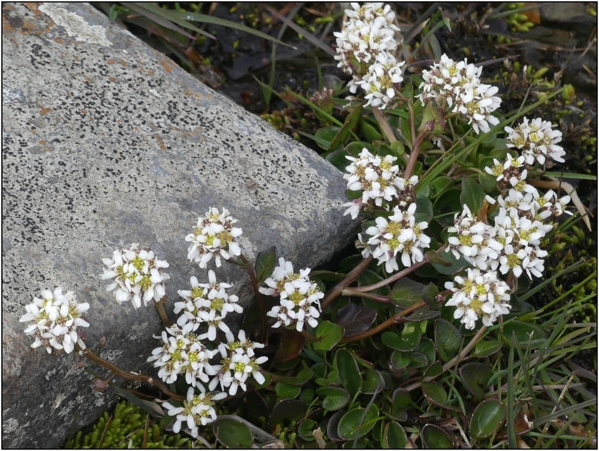 Cochlearia pyrenaica 4