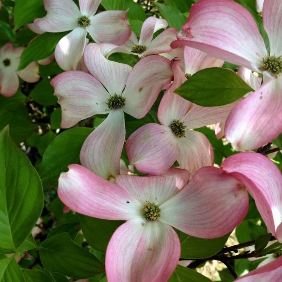 Blüten-Hartriegel 6
