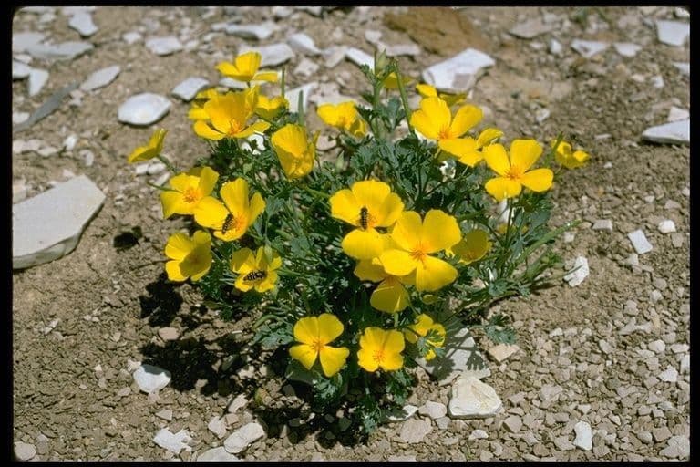 Amapola de San Benito 4