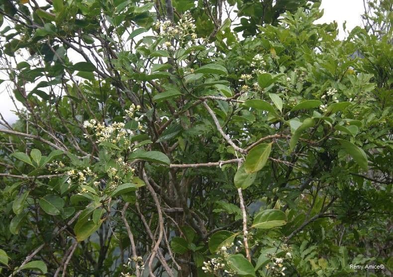 Coelospermum 8