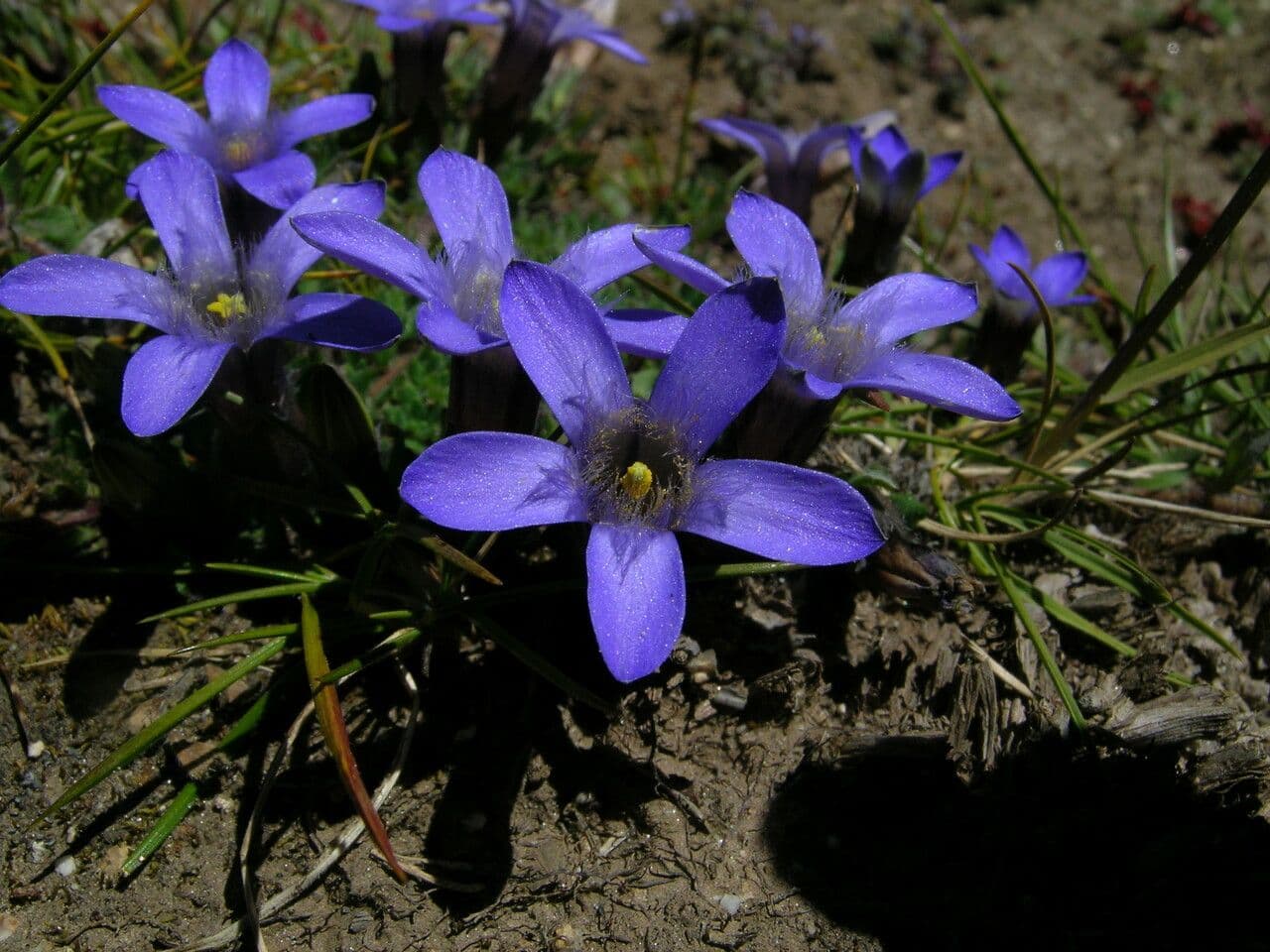 Cyananthus incanus 2