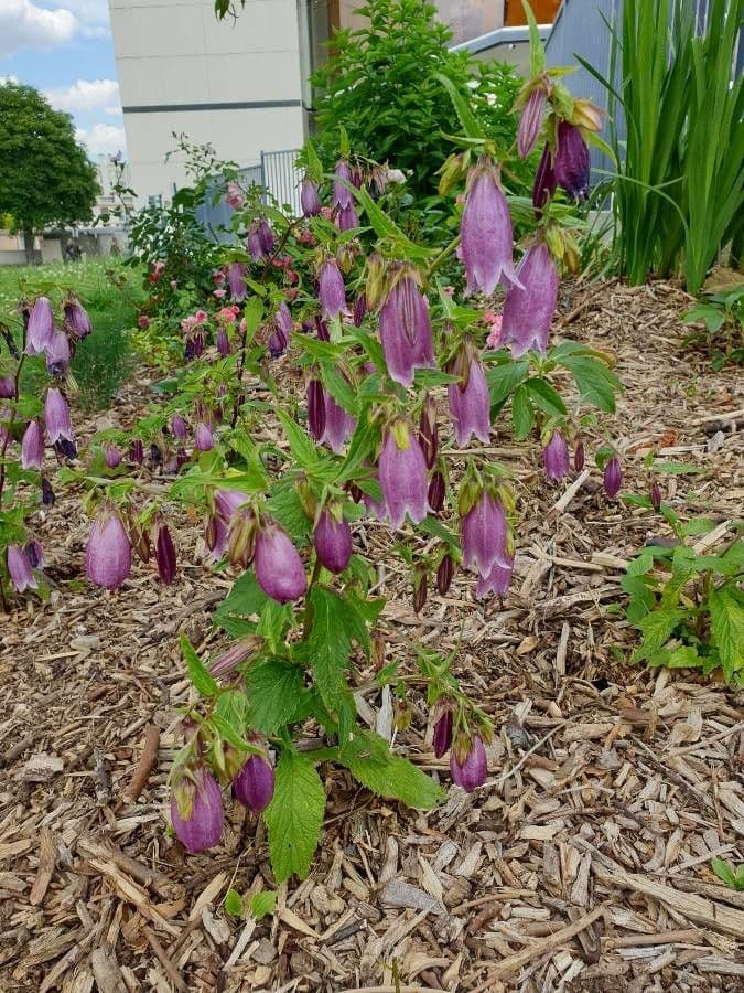 Campanula puntata 8