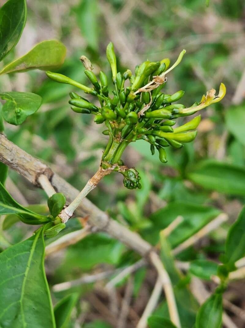 Coptosperma graveolens 8