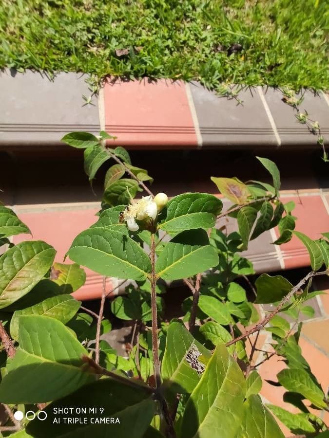 Eugenia 7