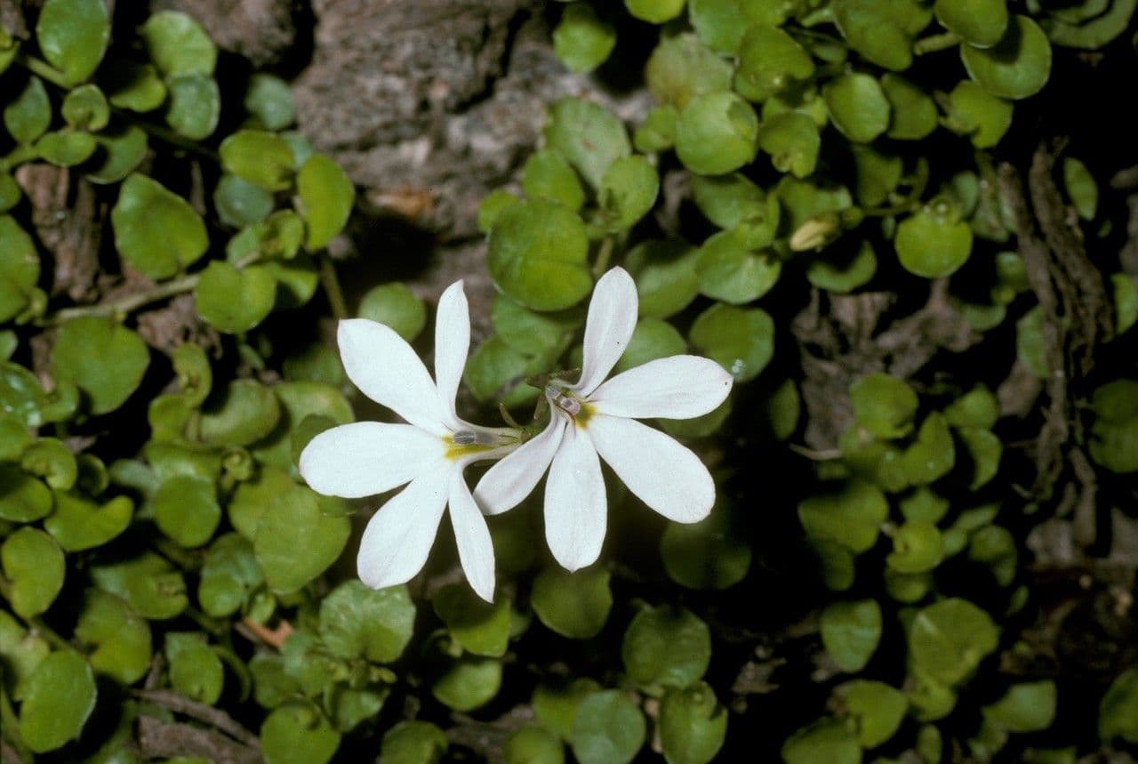 Lobelia angulata 4