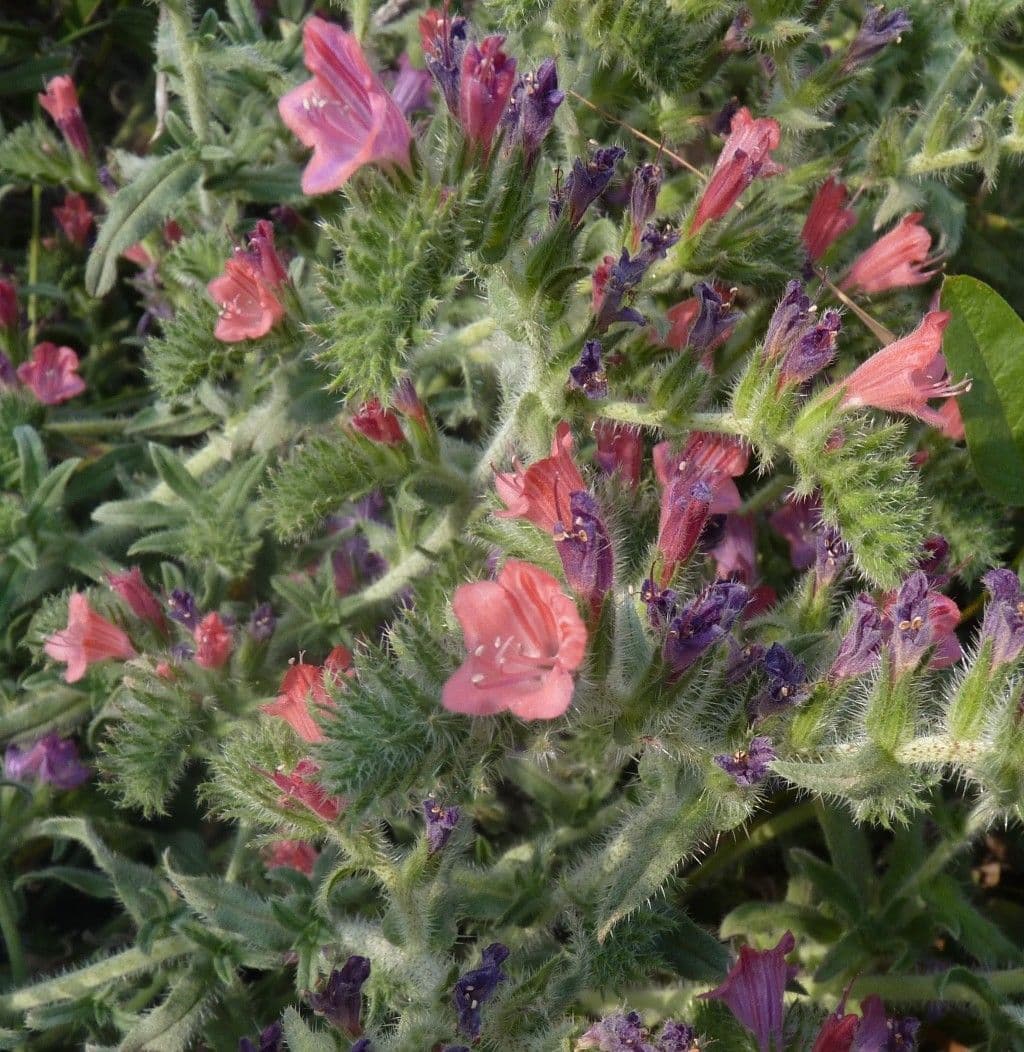 Echium angustifolium 21