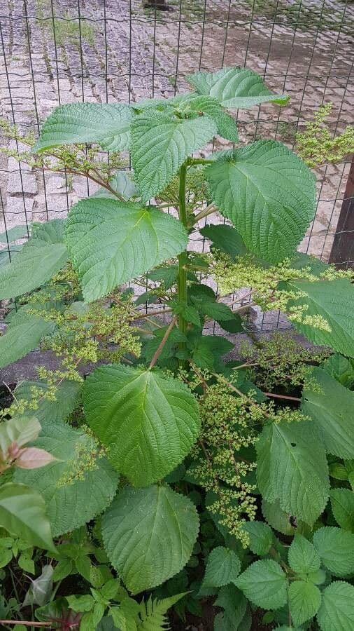 Laportea aestuans 8