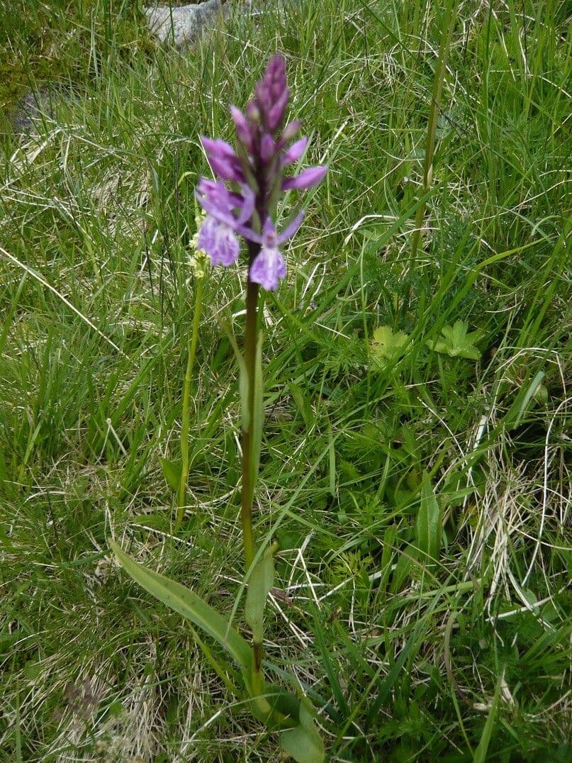 Orchidea macchiata 30